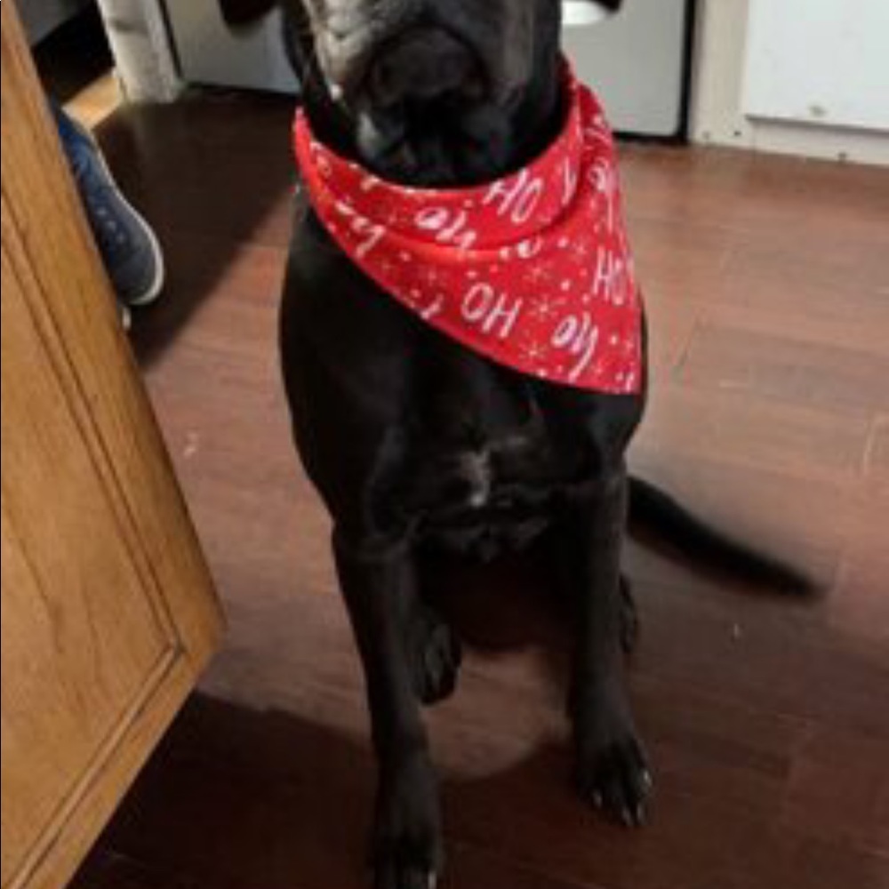 PET BANDANA - Picture 8 of 8